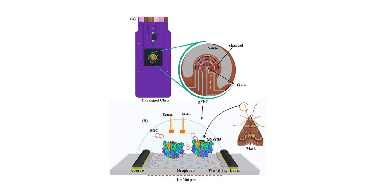 Insect-inspired electronic nose: turning semiconductor chips into olfactory sensors